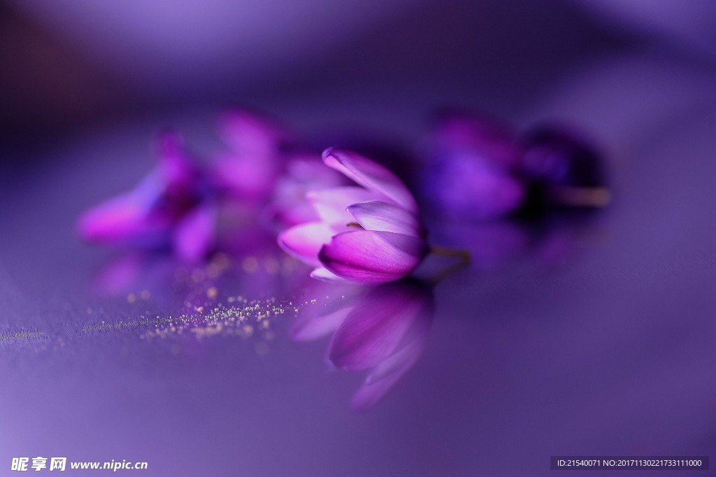 鲜花 鲜花背景