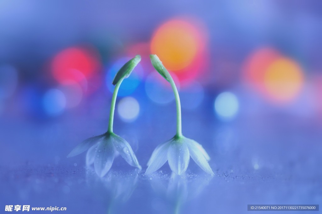 鲜花 鲜花背景