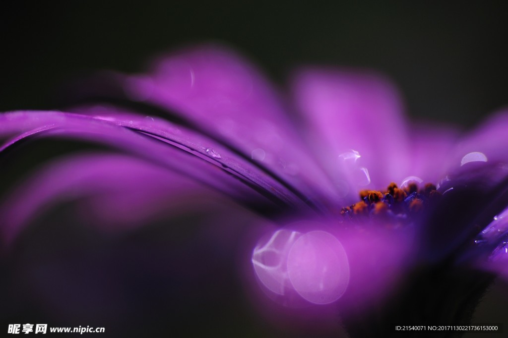 鲜花 鲜花背景