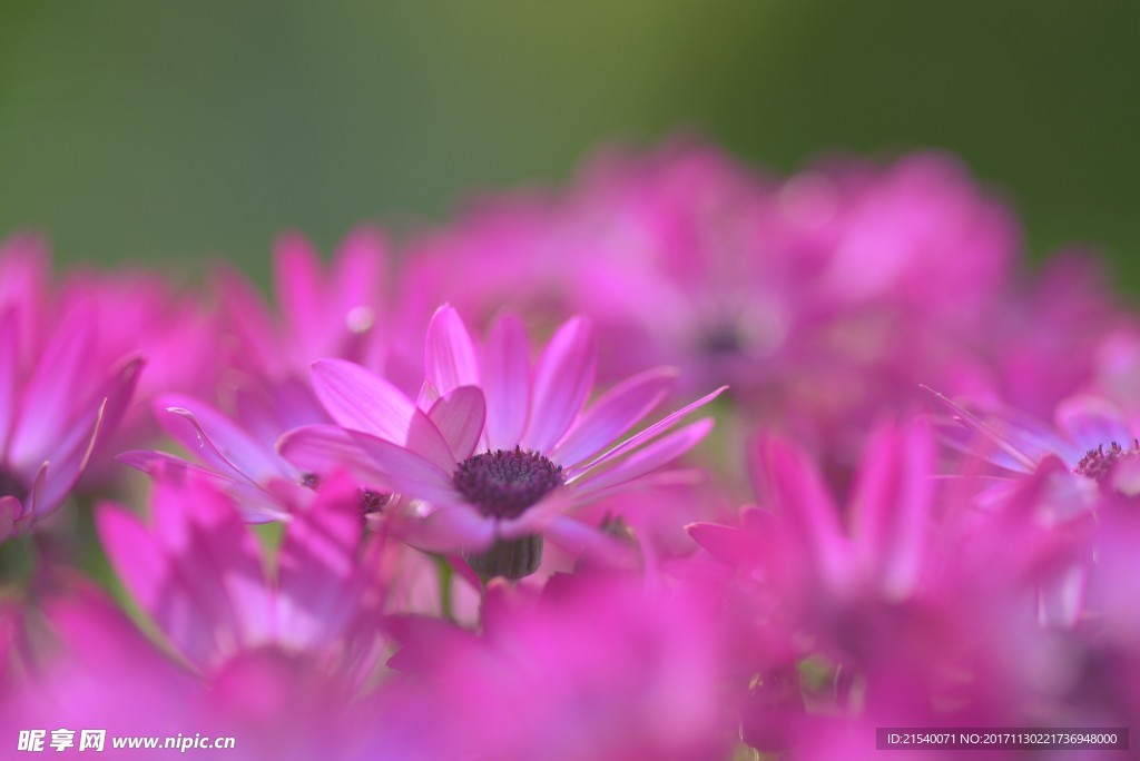 鲜花 鲜花背景