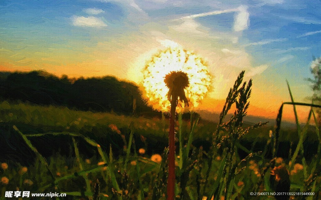 鲜花 鲜花背景