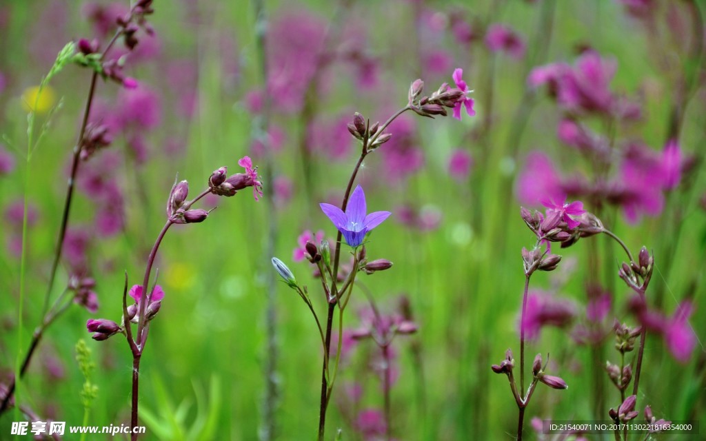 鲜花 鲜花背景