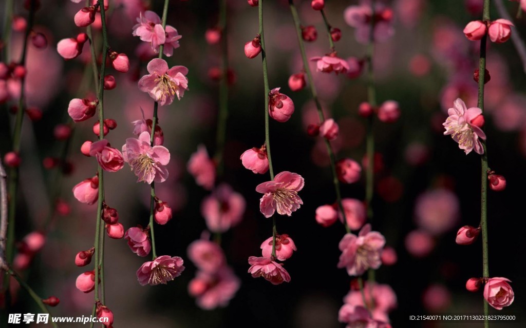 鲜花 鲜花背景