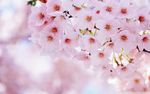鲜花 鲜花背景