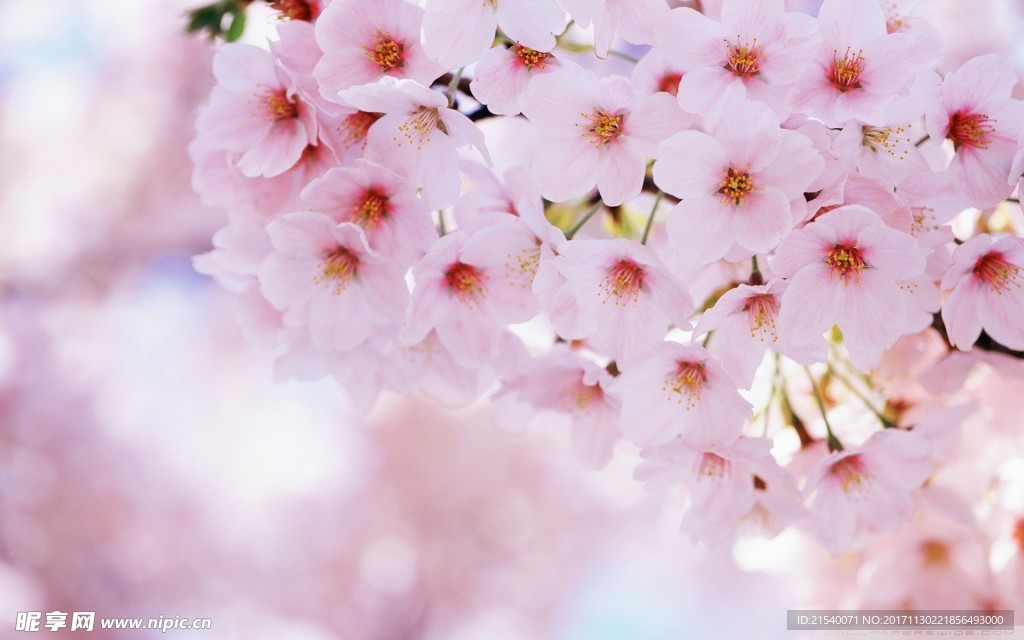 鲜花 鲜花背景