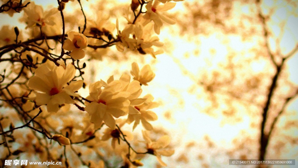 鲜花 鲜花背景