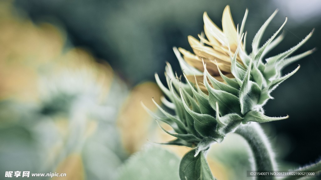 鲜花 鲜花背景