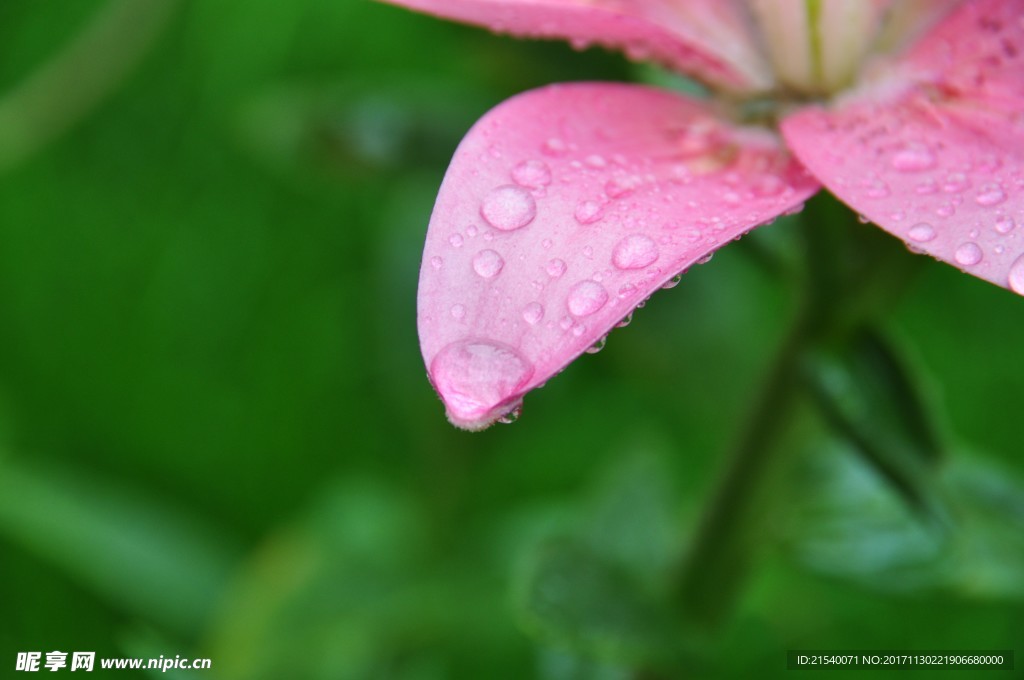 鲜花 鲜花背景