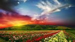 鲜花 鲜花背景