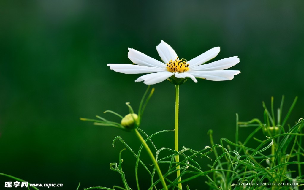 鲜花 鲜花背景