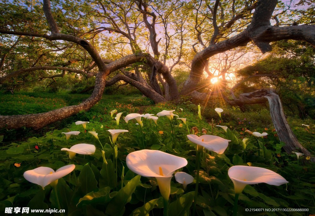 鲜花 鲜花背景