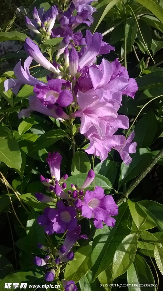 鲜花 鲜花背景