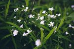 鲜花 鲜花背景