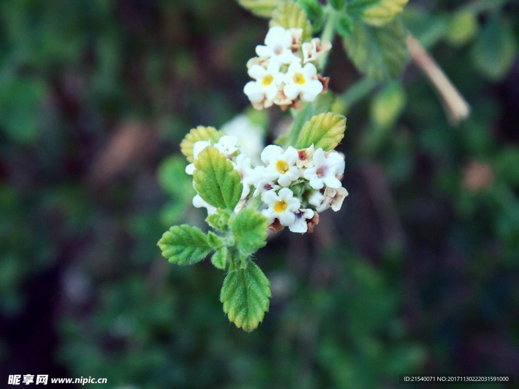 鲜花 鲜花背景