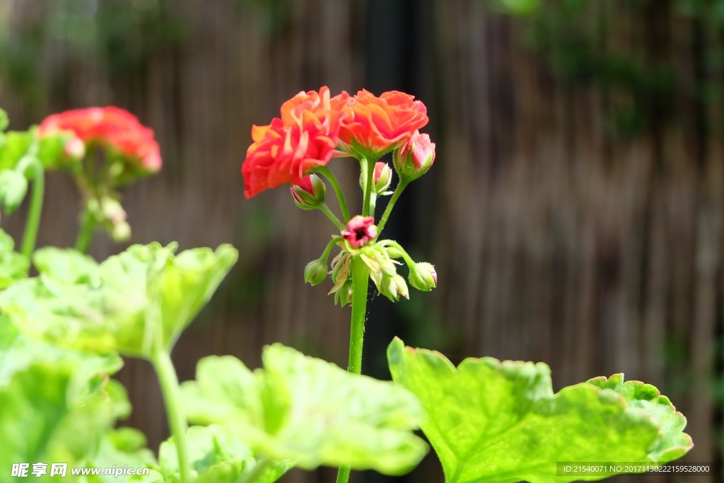 鲜花 鲜花背景