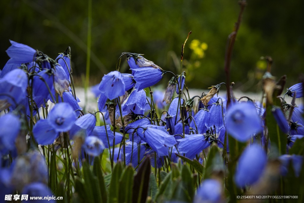 鲜花 鲜花背景