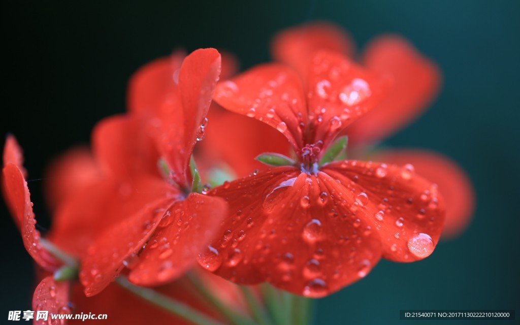 鲜花 鲜花背景