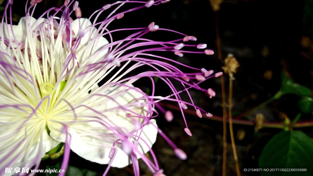 鲜花 鲜花背景