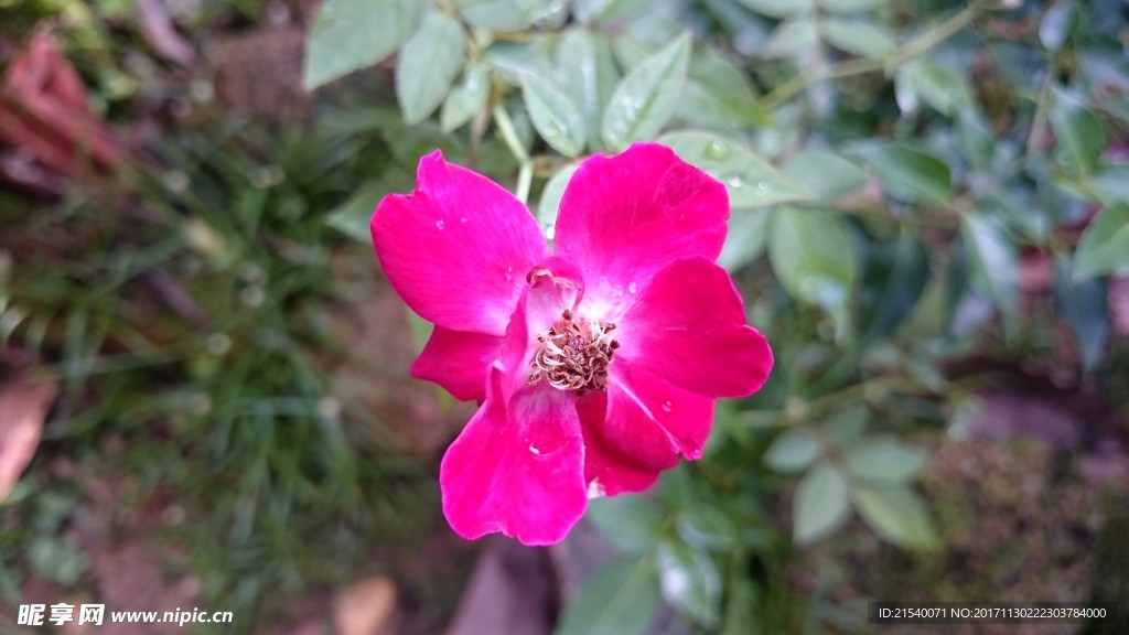 鲜花 鲜花背景