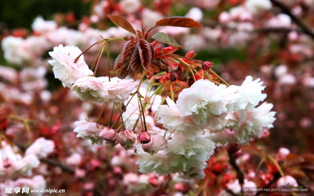 鲜花 鲜花背景