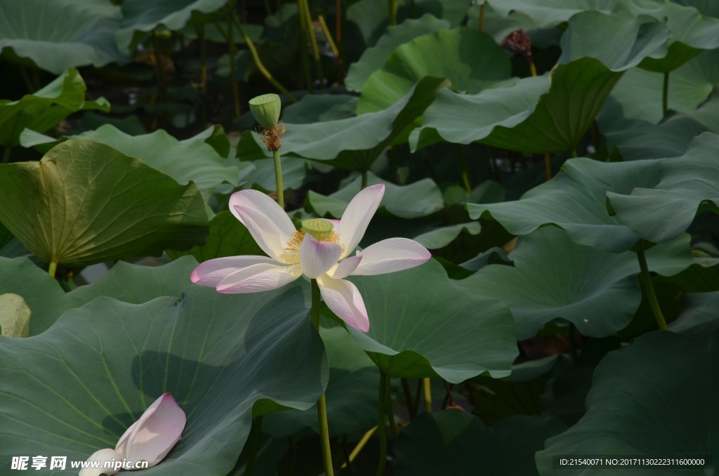 鲜花 鲜花背景