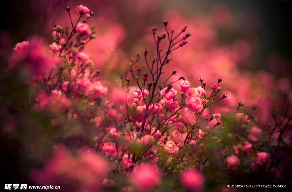 鲜花 鲜花背景