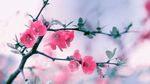 鲜花 鲜花背景