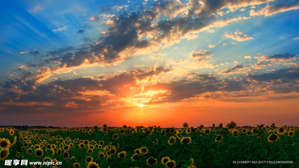 鲜花 鲜花背景