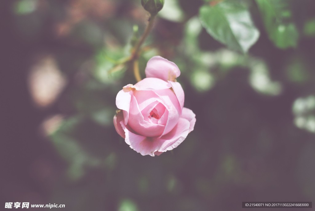 鲜花 鲜花背景