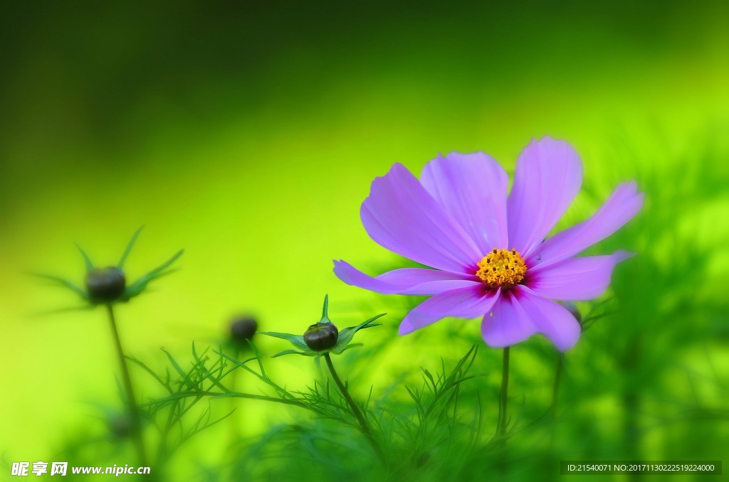 鲜花 鲜花背景