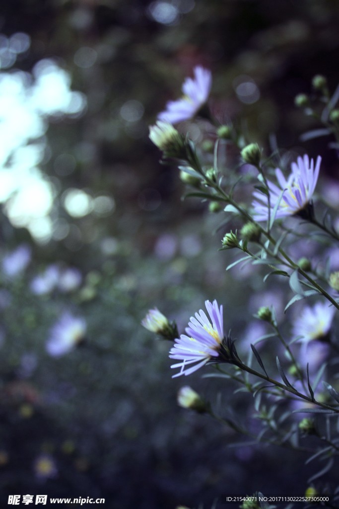 鲜花 鲜花背景