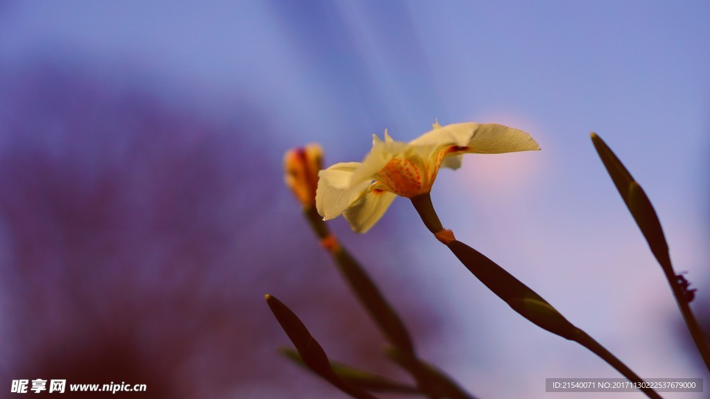 鲜花 鲜花背景