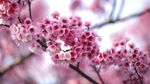 鲜花 鲜花背景