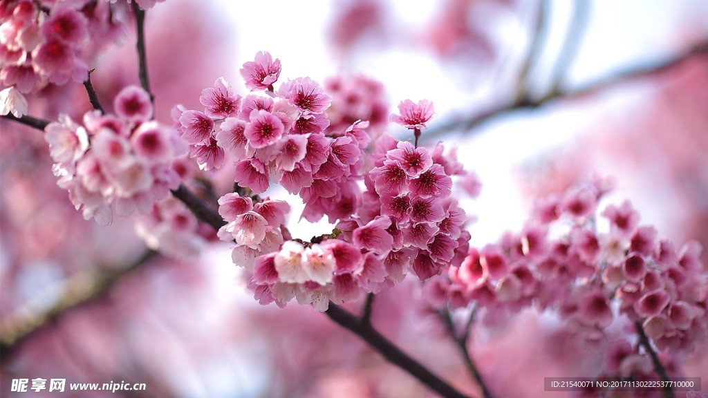 鲜花 鲜花背景