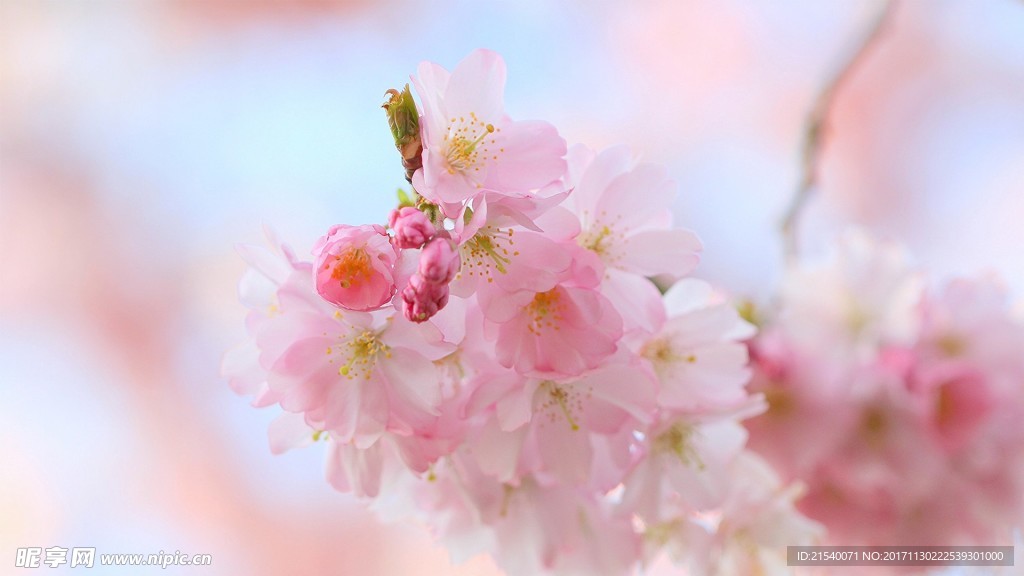 鲜花 鲜花背景