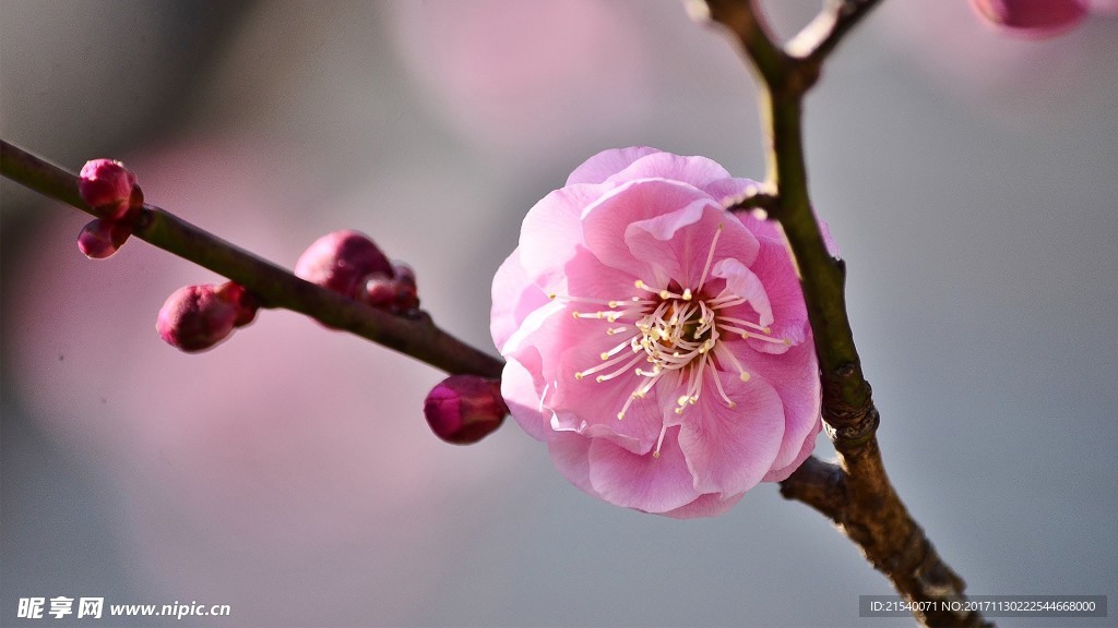 鲜花 鲜花背景