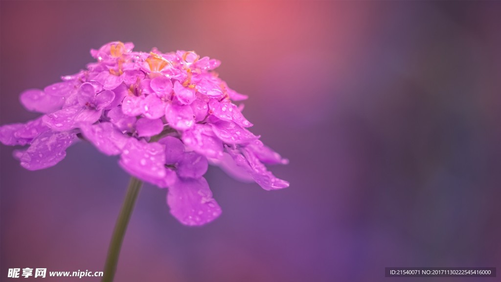 鲜花 鲜花背景