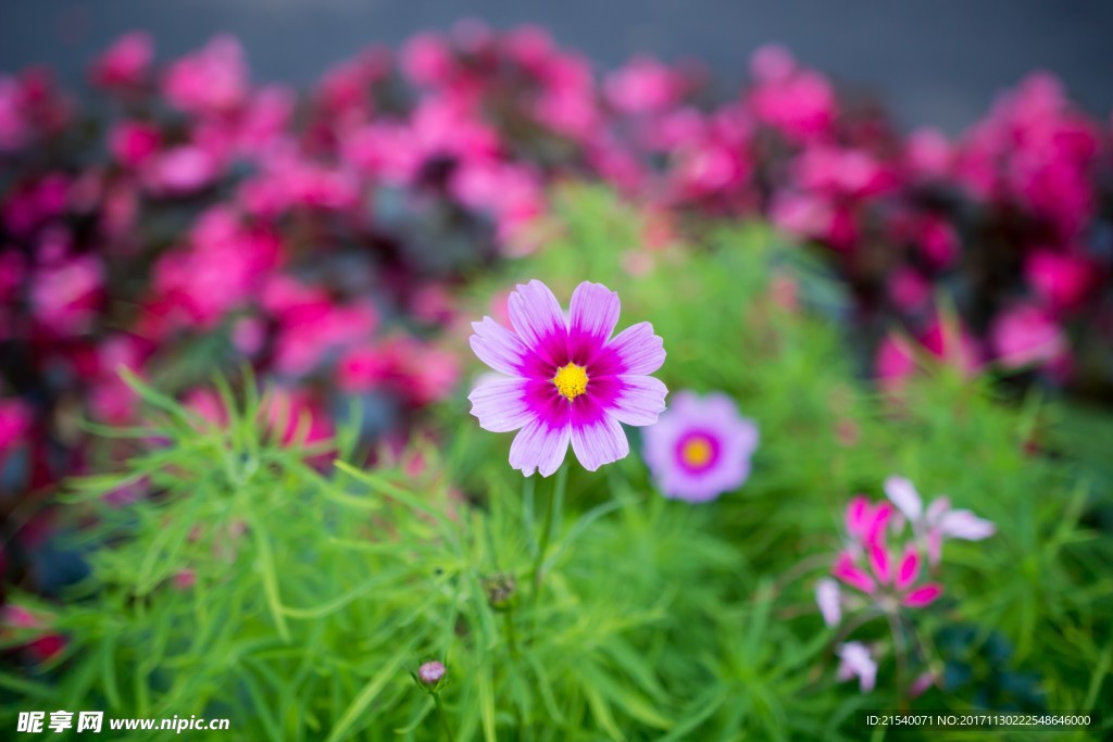 鲜花 鲜花背景