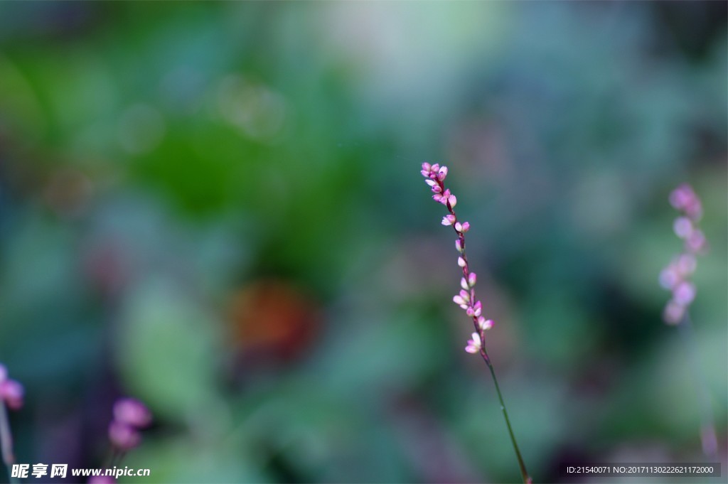 鲜花 鲜花背景