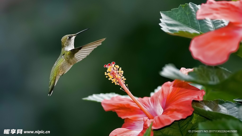 鲜花 鲜花背景