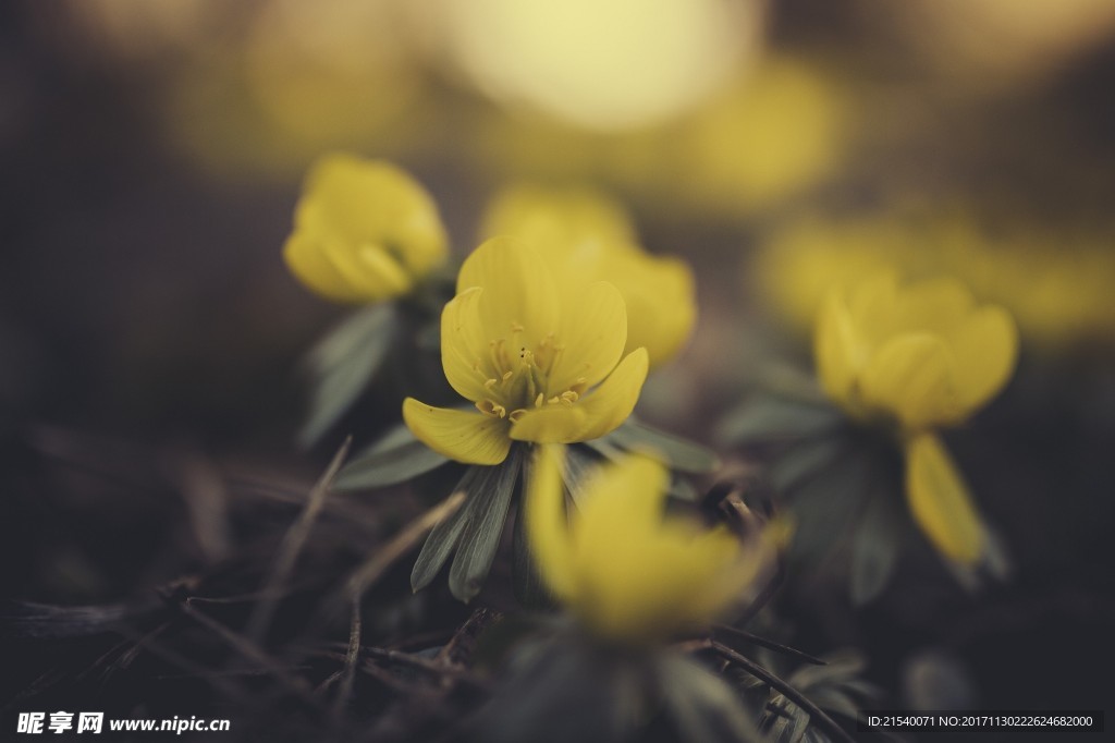 鲜花 鲜花背景