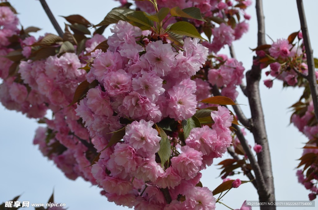 鲜花 鲜花背景