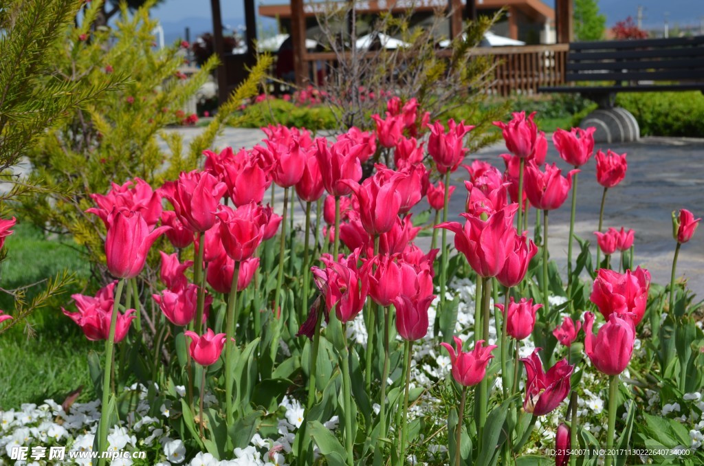 鲜花 鲜花背景