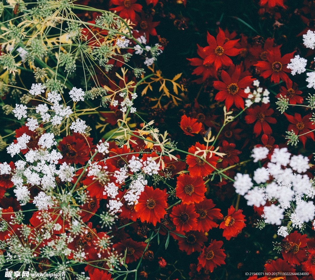 鲜花 鲜花背景