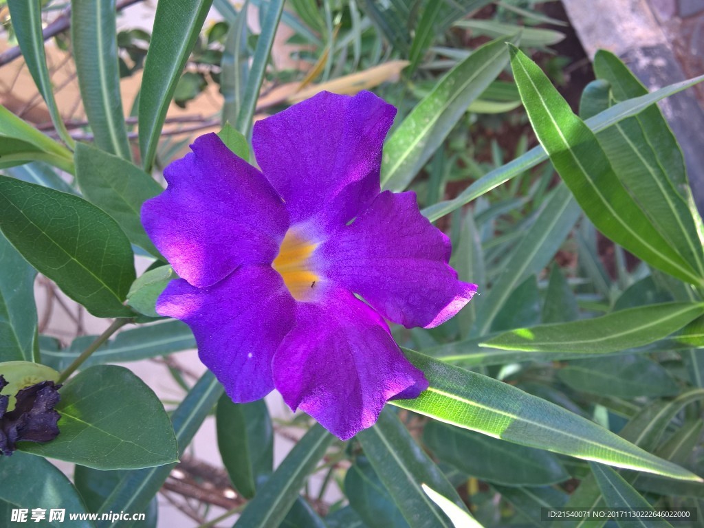 鲜花 鲜花背景