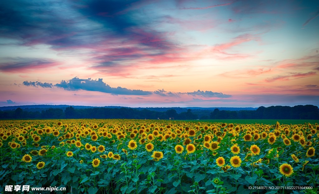 鲜花 鲜花背景