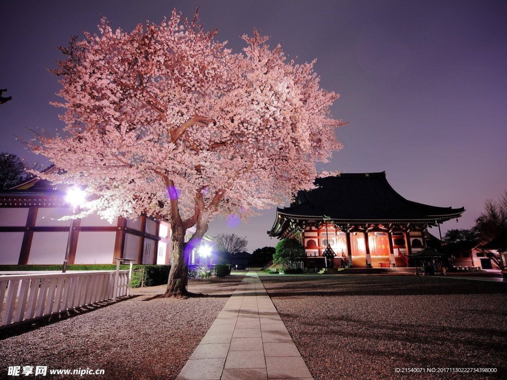 鲜花 鲜花背景