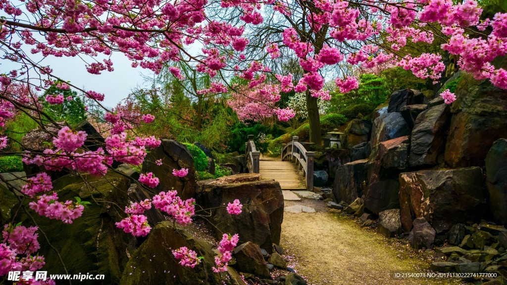 鲜花 鲜花背景