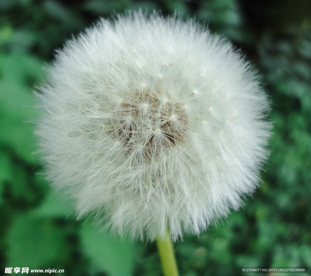 鲜花 鲜花背景