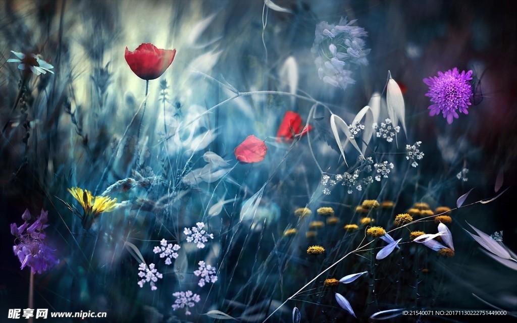 鲜花 鲜花背景